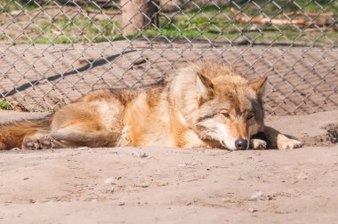 Bir güzel kurt yalan ve hayvanat bahçesinde bir güneşli gündüzleri istirahat.