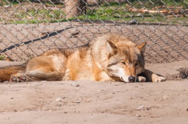 Bir güzel kurt yalan ve hayvanat bahçesinde bir güneşli gündüzleri istirahat.