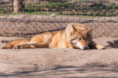 Bir güzel kurt yalan ve hayvanat bahçesinde bir güneşli gündüzleri istirahat.