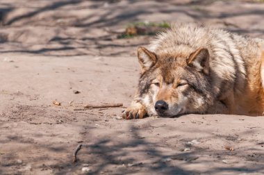Bir güzel kurt yalan ve hayvanat bahçesinde bir güneşli gündüzleri istirahat.