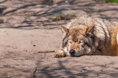 Bir güzel kurt yalan ve hayvanat bahçesinde bir güneşli gündüzleri istirahat.
