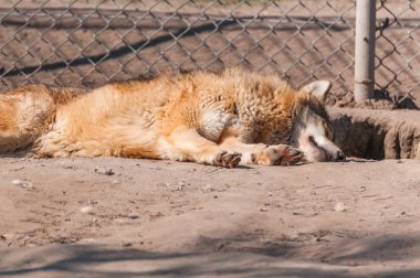 Bir güzel kurt yalan ve hayvanat bahçesinde bir güneşli gündüzleri istirahat.