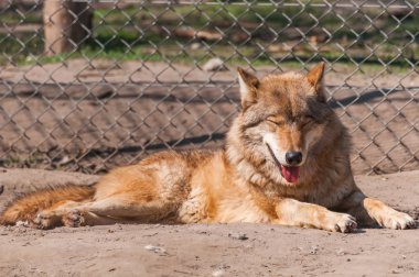 Bir güzel kurt yalan ve hayvanat bahçesinde bir güneşli gündüzleri istirahat.