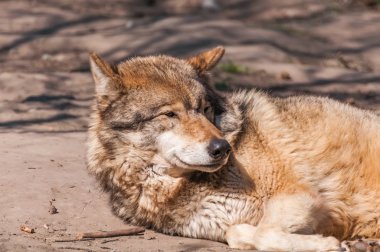 Bir güzel kurt yalan ve hayvanat bahçesinde bir güneşli gündüzleri istirahat.