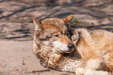 Bir güzel kurt yalan ve hayvanat bahçesinde bir güneşli gündüzleri istirahat.