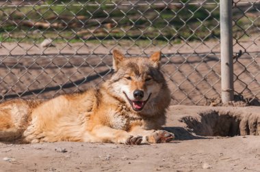 Bir güzel kurt yalan ve hayvanat bahçesinde bir güneşli gündüzleri istirahat.