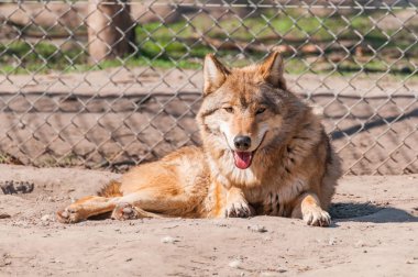 Bir güzel kurt yalan ve hayvanat bahçesinde bir güneşli gündüzleri istirahat.