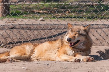 Bir güzel kurt yalan ve hayvanat bahçesinde bir güneşli gündüzleri istirahat.