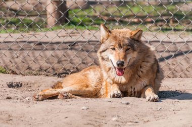Bir güzel kurt yalan ve hayvanat bahçesinde bir güneşli gündüzleri istirahat.