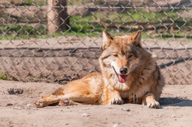 Bir güzel kurt yalan ve hayvanat bahçesinde bir güneşli gündüzleri istirahat.
