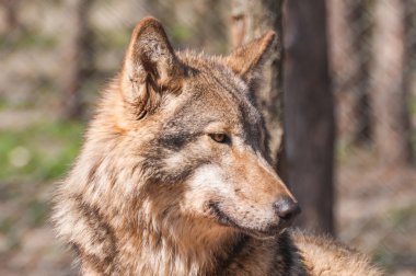 Hayvanat Bahçesi ortamında güzel bir kurt portresi.