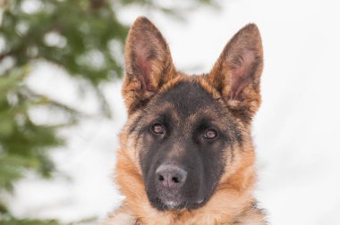 Bir güzel Alman çoban köpek yavrusu, kış portresi.