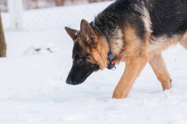 Bir güzel Alman çoban köpek yavrusu, kış portresi.
