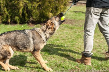 Bir Alman çoban köpek yavrusu köpek eğitmeni ile bir top yeşil bir çevrede güneşli bir bahar eğitim.