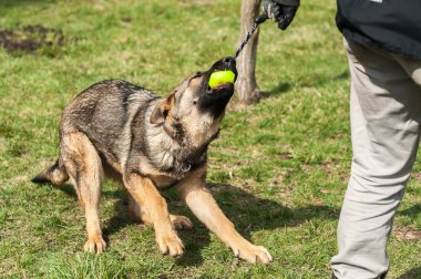 Bir Alman çoban köpek yavrusu köpek eğitmeni ile bir top yeşil bir çevrede güneşli bir bahar eğitim.
