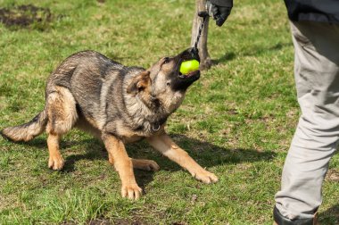 Bir Alman çoban köpek yavrusu köpek eğitmeni ile bir top yeşil bir çevrede güneşli bir bahar eğitim.