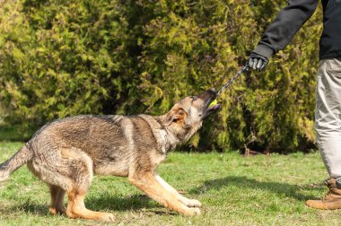 Bir Alman çoban köpek yavrusu köpek eğitmeni ile bir top yeşil bir çevrede güneşli bir bahar eğitim.
