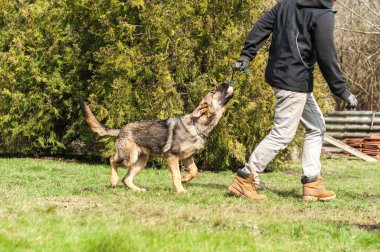 Bir Alman çoban köpek yavrusu köpek eğitmeni ile bir top yeşil bir çevrede güneşli bir bahar eğitim.