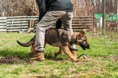 Bir Alman çoban köpek yavrusu köpek eğitmeni ile bir top yeşil bir çevrede güneşli bir bahar eğitim.