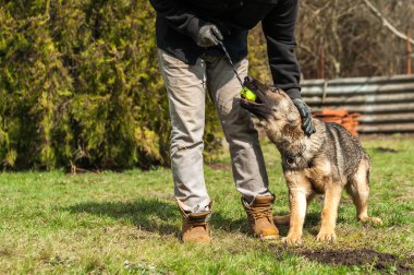 Bir Alman çoban köpek yavrusu köpek eğitmeni ile bir top yeşil bir çevrede güneşli bir bahar eğitim.