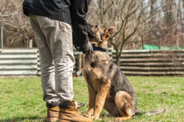 Bir Alman çoban köpek yavrusu köpek eğitmeni yeşil bir çevrede güneşli bir bahar eğitim.