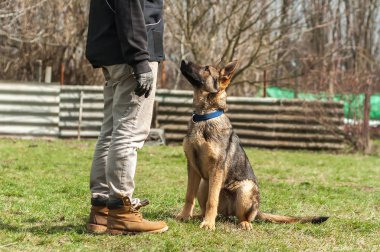 Bir Alman çoban köpek yavrusu köpek eğitmeni yeşil bir çevrede güneşli bir bahar eğitim.