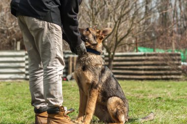 Bir Alman çoban köpek yavrusu köpek eğitmeni yeşil bir çevrede güneşli bir bahar eğitim.