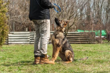 Bir Alman çoban köpek yavrusu köpek eğitmeni yeşil bir çevrede güneşli bir bahar eğitim.