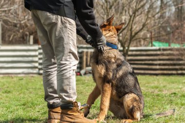 Bir Alman çoban köpek yavrusu köpek eğitmeni yeşil bir çevrede güneşli bir bahar eğitim.