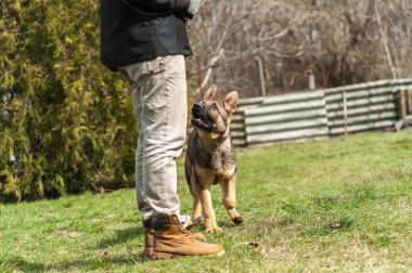 Bir Alman çoban köpek yavrusu köpek eğitmeni yeşil bir çevrede güneşli bir bahar eğitim.