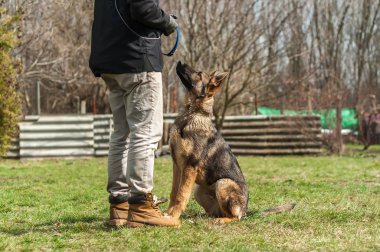 Bir Alman çoban köpek yavrusu köpek eğitmeni yeşil bir çevrede güneşli bir bahar eğitim.