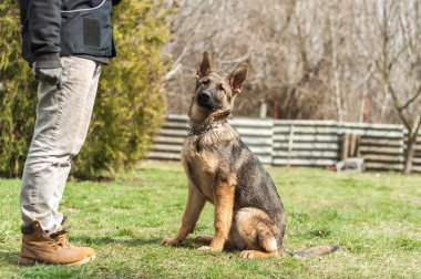 Bir Alman çoban köpek yavrusu köpek eğitmeni yeşil bir çevrede güneşli bir bahar eğitim.