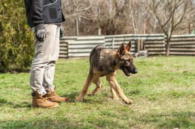 Bir Alman çoban köpek yavrusu köpek eğitmeni yeşil bir çevrede güneşli bir bahar eğitim.