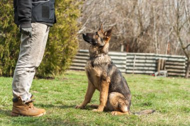 Bir Alman çoban köpek yavrusu köpek eğitmeni yeşil bir çevrede güneşli bir bahar eğitim.