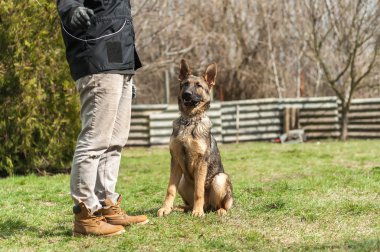Bir Alman çoban köpek yavrusu köpek eğitmeni yeşil bir çevrede güneşli bir bahar eğitim.