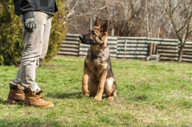 Bir Alman çoban köpek yavrusu köpek eğitmeni yeşil bir çevrede güneşli bir bahar eğitim.