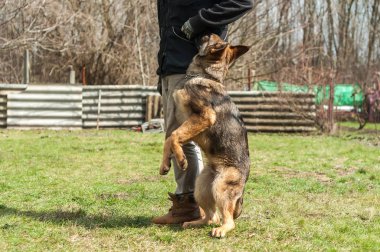 Bir Alman çoban köpek yavrusu köpek eğitmeni yeşil bir çevrede güneşli bir bahar eğitim.