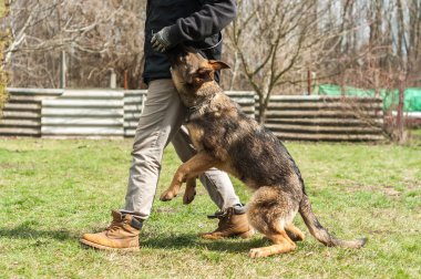 Bir Alman çoban köpek yavrusu köpek eğitmeni yeşil bir çevrede güneşli bir bahar eğitim.