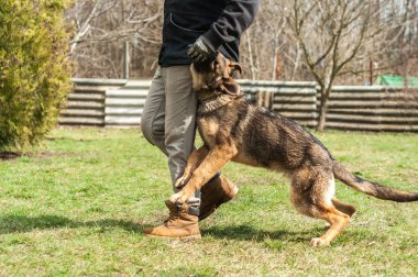 Bir Alman çoban köpek yavrusu köpek eğitmeni yeşil bir çevrede güneşli bir bahar eğitim.