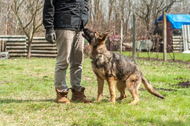 Bir Alman çoban köpek yavrusu köpek eğitmeni yeşil bir çevrede güneşli bir bahar eğitim.