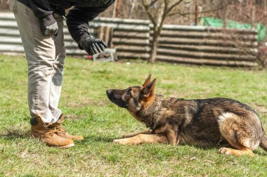 Bir Alman çoban köpek yavrusu köpek eğitmeni yeşil bir çevrede güneşli bir bahar eğitim.