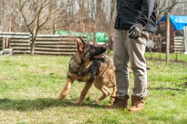 Bir Alman çoban köpek yavrusu köpek eğitmeni yeşil bir çevrede güneşli bir bahar eğitim.