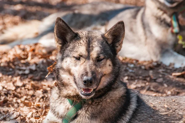 Portrait Chien Husky Avant Course Chiens Traîneau Dans Environnement Vert — Photo