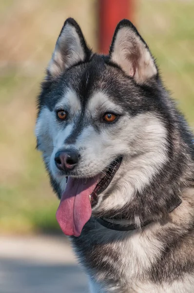 Portrait Chien Husky Avant Course Chiens Traîneau Dans Environnement Vert — Photo