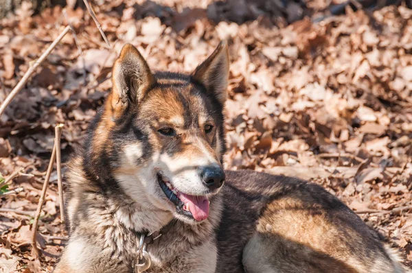 Portrait Chien Husky Avant Course Chiens Traîneau Dans Environnement Vert — Photo