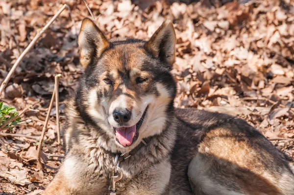 Portrait Chien Husky Avant Course Chiens Traîneau Dans Environnement Vert — Photo