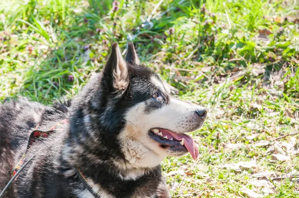 Portrait Chien Husky Avant Course Chiens Traîneau Dans Environnement Vert — Photo