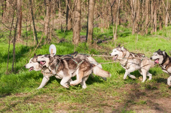 Dış yapraklar ve malamute sleddogs bir yeşil orman ortamında yarış.