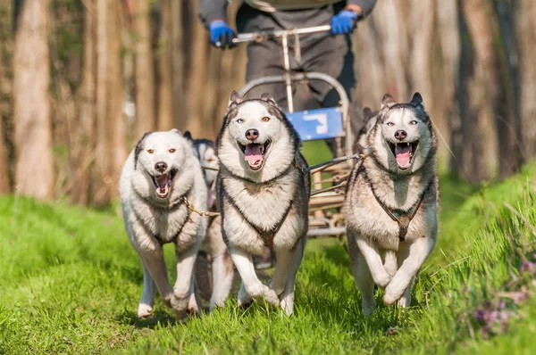 Dış yapraklar ve malamute sleddogs bir yeşil orman ortamında yarış.