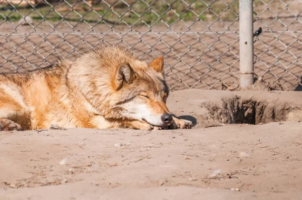 Bir Güzel Kurt Yalan Hayvanat Bahçesinde Bir Güneşli Gündüzleri Istirahat — Stok fotoğraf